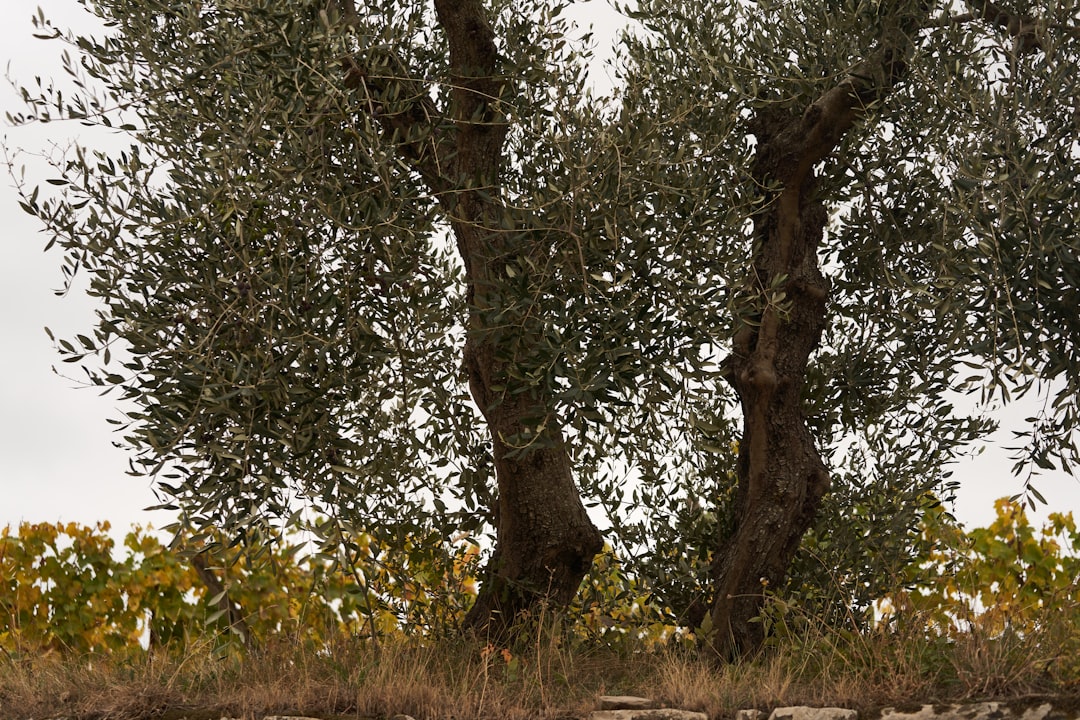 Milas Zeytinyağının Coğrafi İşaretli Kalbi: Bodur Çeşidi - olive oil production