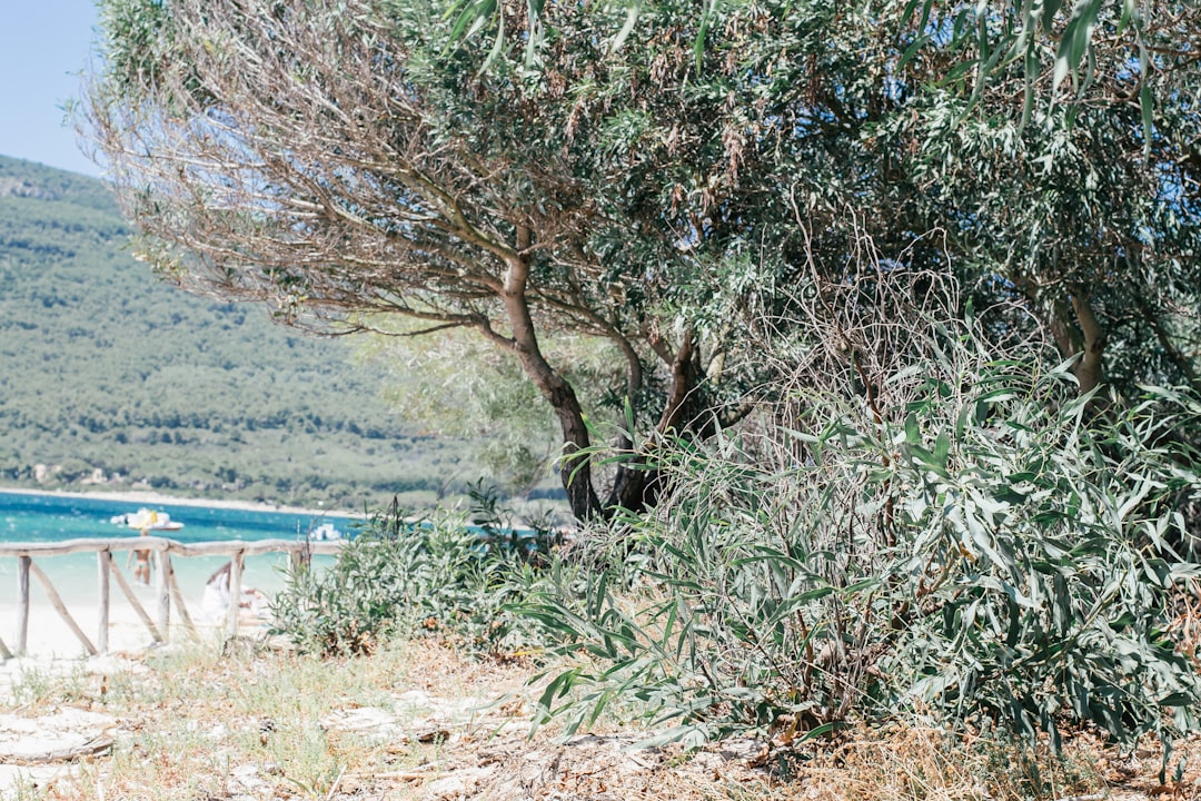 Milas Zeytinyağının Üretim Sürecinde Sürdürülebilirlik