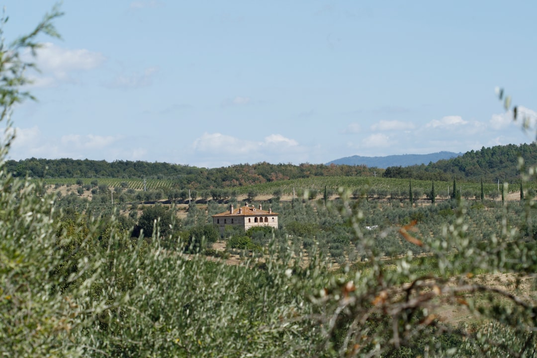 Milas’ın En Kaliteli Zeytinyağını Seçmenin Yolları - olive oil region