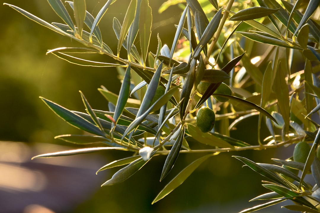 Muğla’nın Mükemmel Yağları Memecik’in Lezzeti - olive oil production