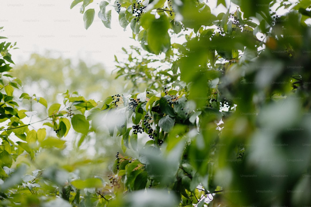 Muğla’nın Mükemmel Yağları Memecik’in Lezzeti - olive orchard