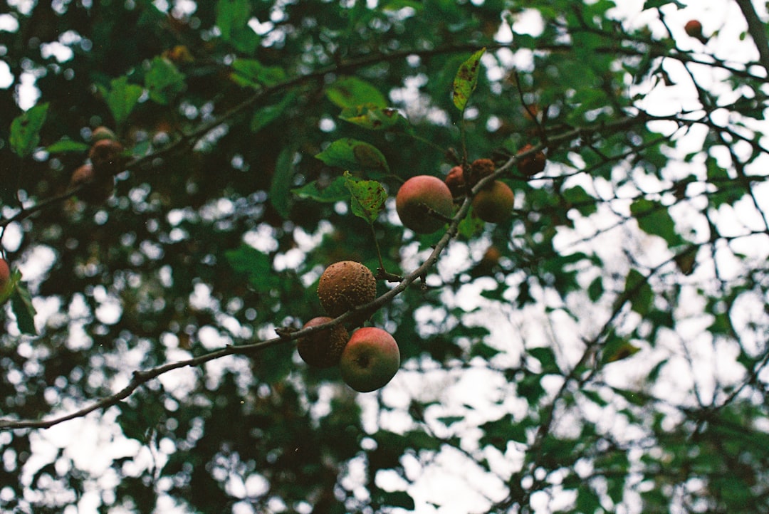 Naturel Birinci Riviera Yağlarıyla Tanışın - organic farming
