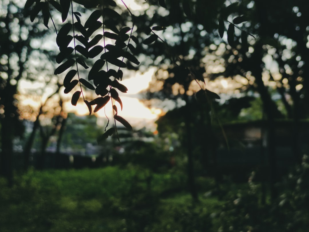 Naturel Birinci Yağıyla Hafif Tatlıların Faydaları - doğal birinci yağı