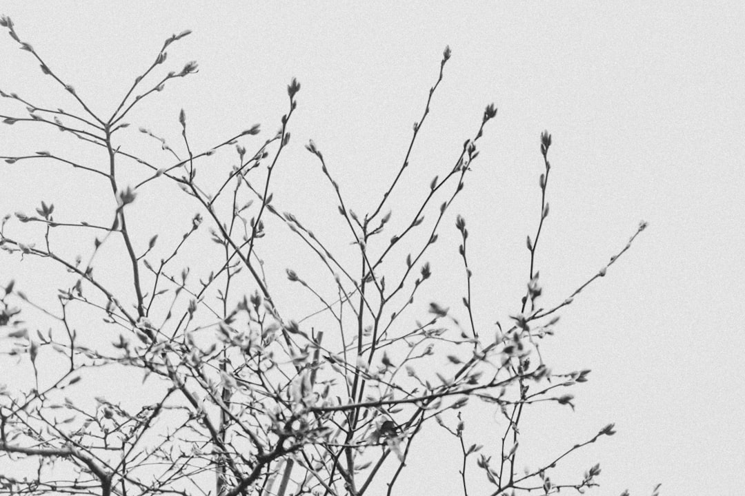 Naturel Birinci Zeytinyağı Aromasız Hafif Tatın Büyüsü - zeytin ağaçları