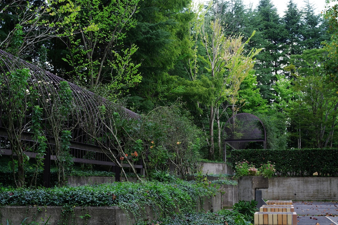 Naturel Birinci Zeytinyağı ile Çalışan Mutfak Sağlığı - zeytin bahçesi