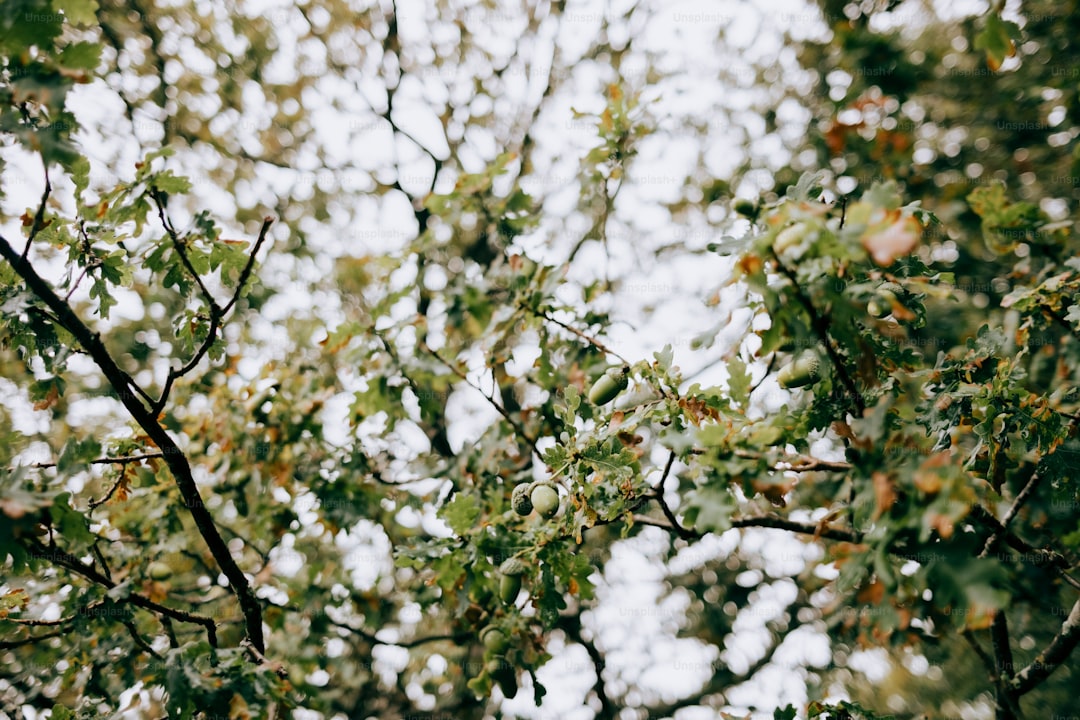 Organik Erken Hasat Zeytinyağı İçin En Uygun Çeşitler - olive orchard