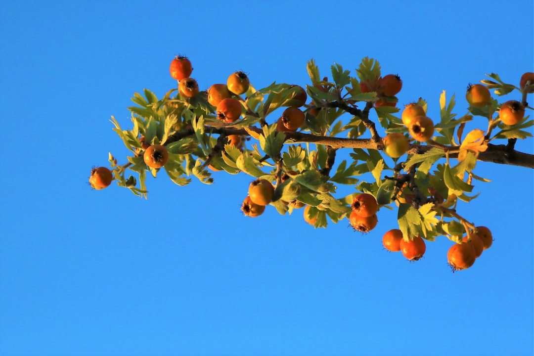 Premium Milas Zeytinyağı Ege'nin Coğrafi İşaretli Yağlarında - zeytin ağaçları