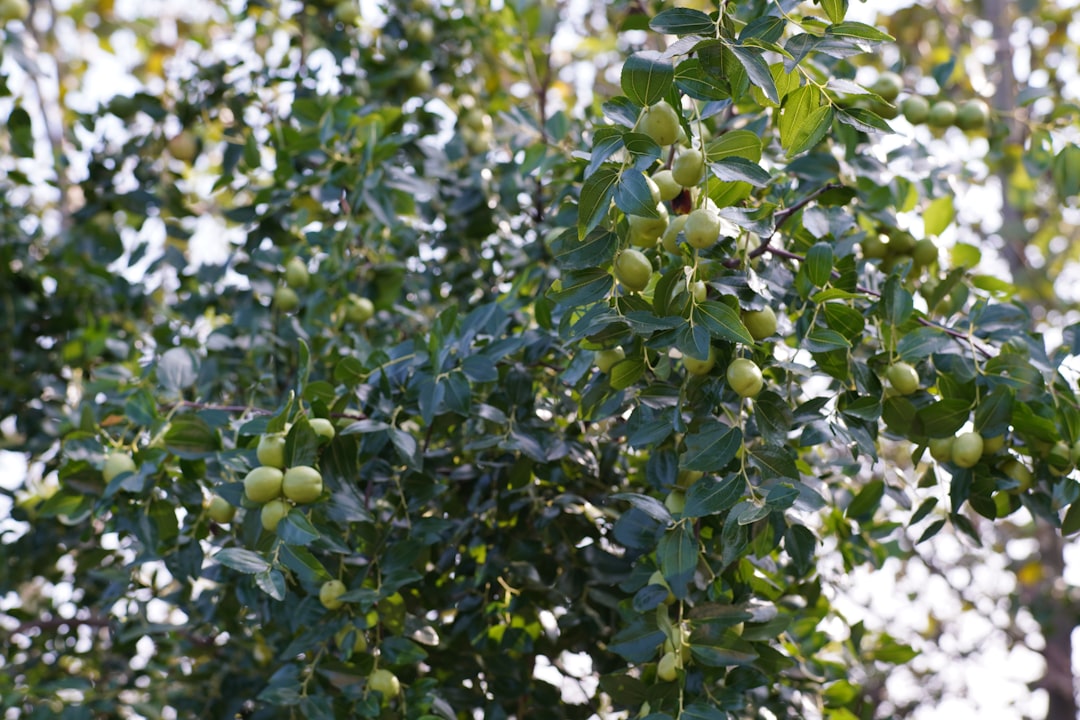 Riviera Yağları ile Doğal Zeytinyağı Toptan Alım - olive orchard