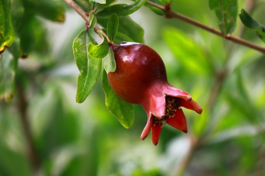 Riviera Yağları ile Hafif Doğa Havası - doğal zeytinyağı