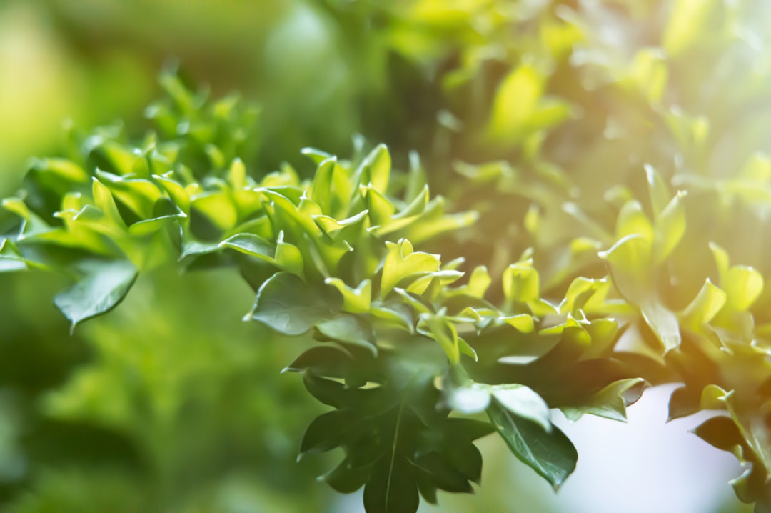 Riviera Zeytinyağı Aromasız Mucizesi - healthy kitchen