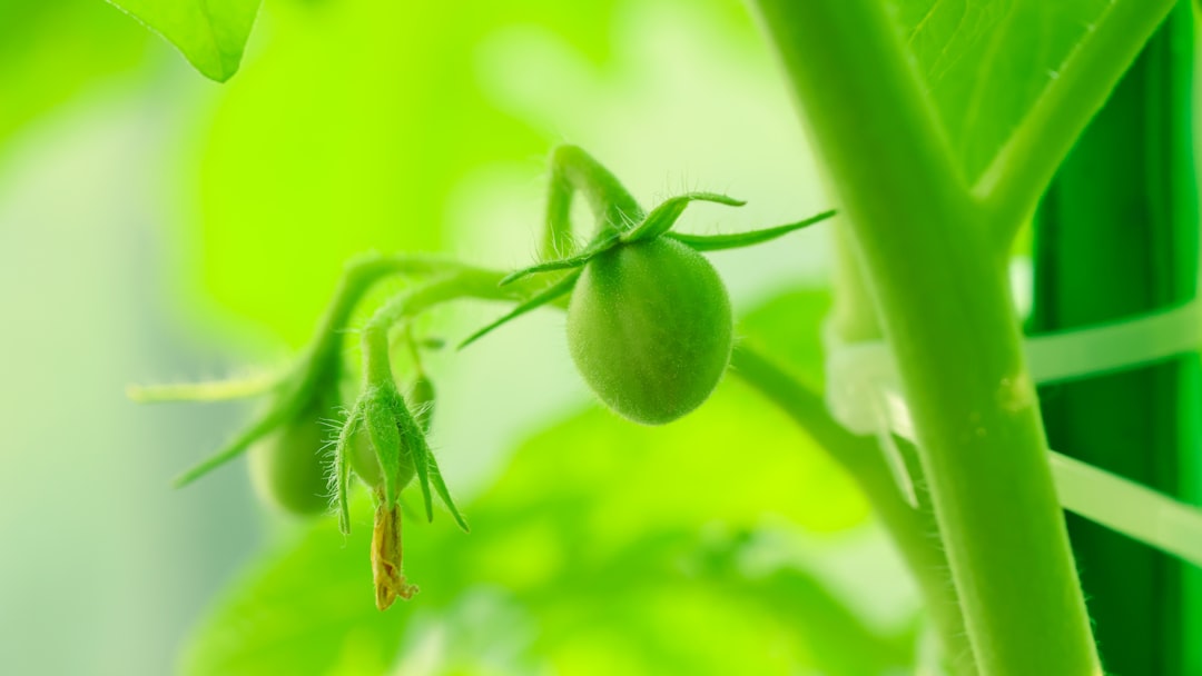 Riviera Zeytinyağı ile Mutfağınıza Doğallık Katın - doğal zeytinyağı üretimi