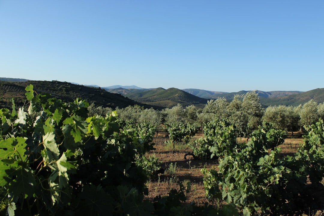 Sıcaklık Dışı Çekme Süreciyle Üretilen Zeytinyağının Özellikleri