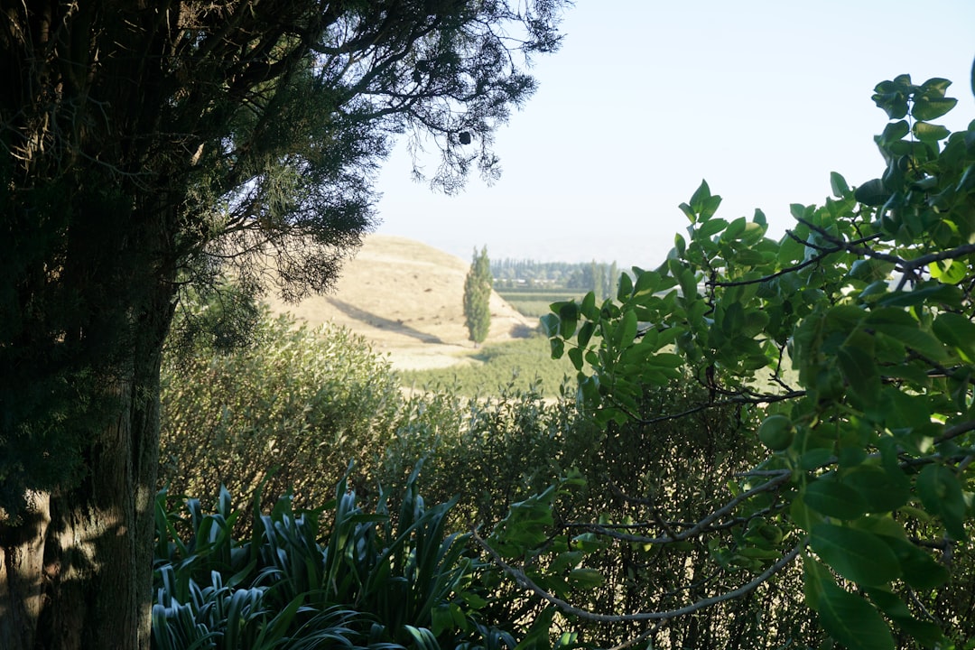 Sızma Zeytinyağı 22°C Soğuk Sıkım Sırları