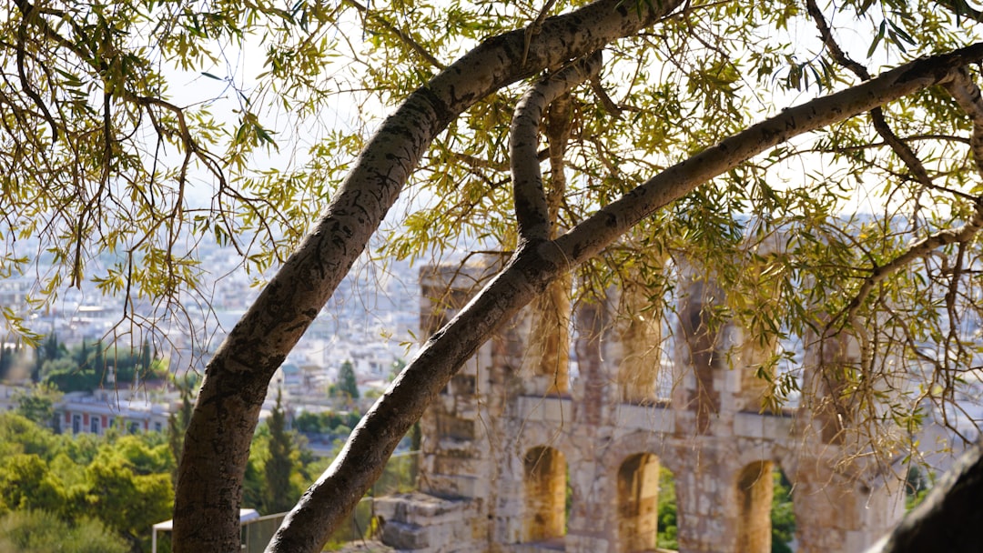 Sızma Zeytinyağı 22°C Soğuk Sıkım Sırları - olive grove