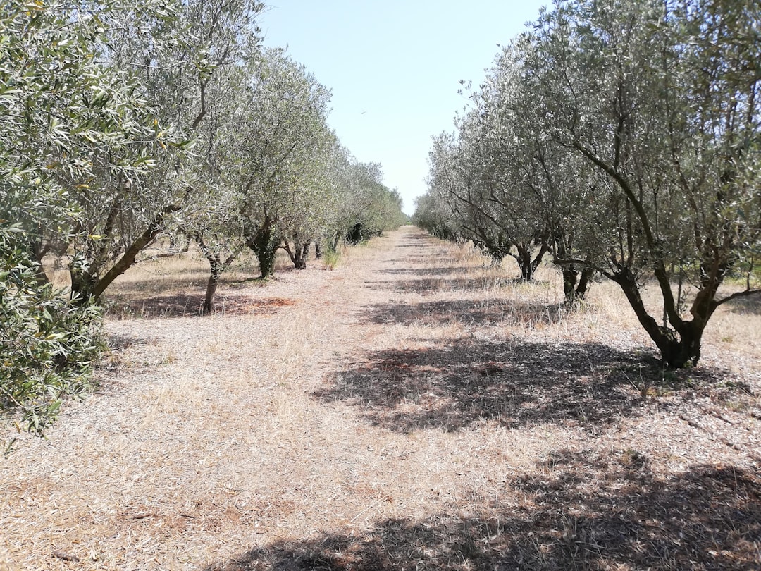 Sızma Zeytinyağı Çeşitlerinde Erken Hasatın Faydaları - olive orchard early harvest