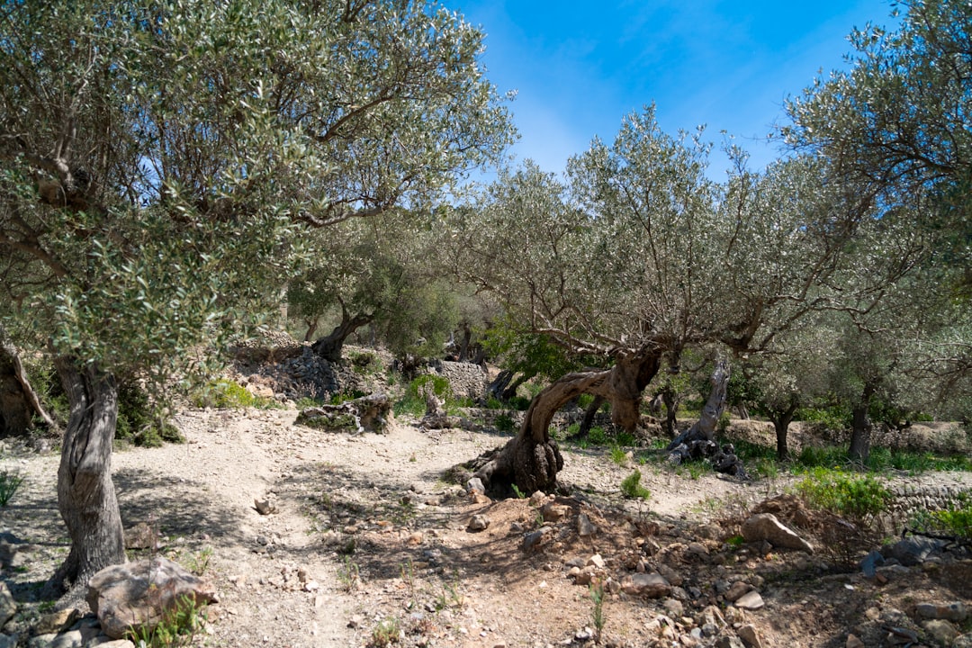 Sızma Zeytinyağı Çeşitlerinde Erken Hasatın Şekil Belirleyici Rolü - olive tree early harvest