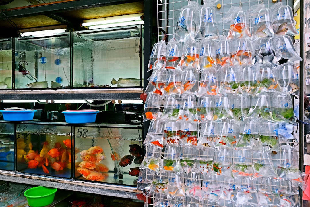 Sızma Zeytinyağı: Erken Hasat Versiyonlarının Tat Profili