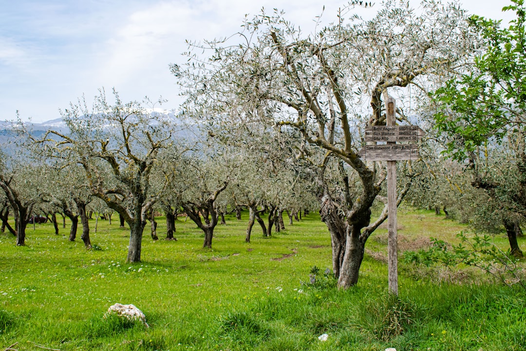 Sızma Zeytinyağı İçin En İyi Erken Hasat Yöntemleri - olive orchard