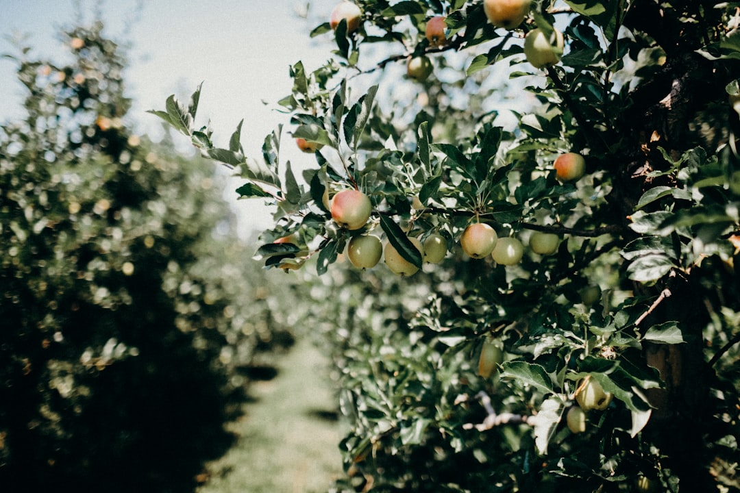 Sızma Zeytinyağı Kalitesi: Soğuk Sıkım Kriterleri - olive orchard
