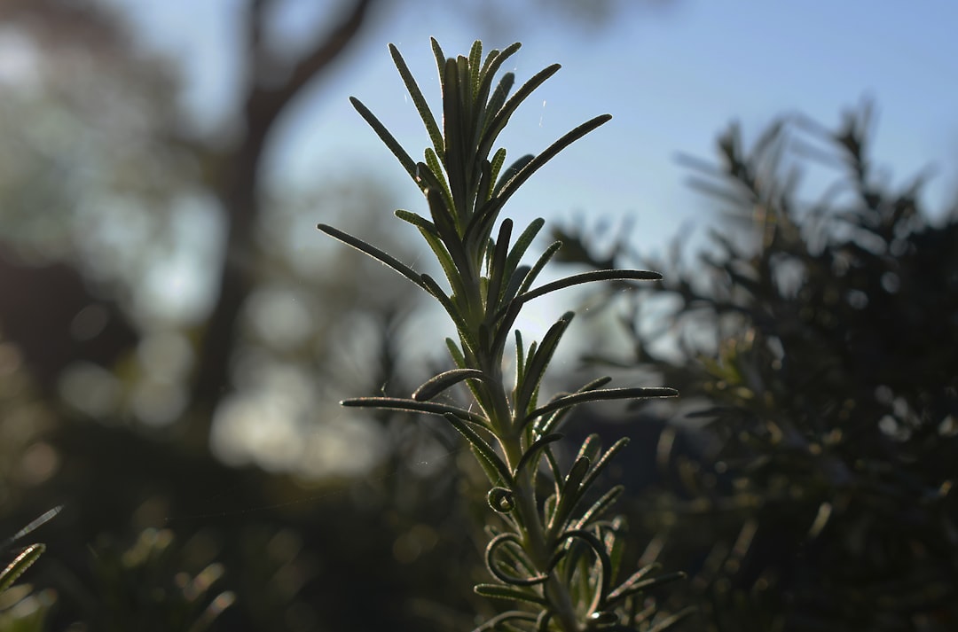 Sızma Zeytinyağı Sınıflandırması ve Soğuk Sıkım