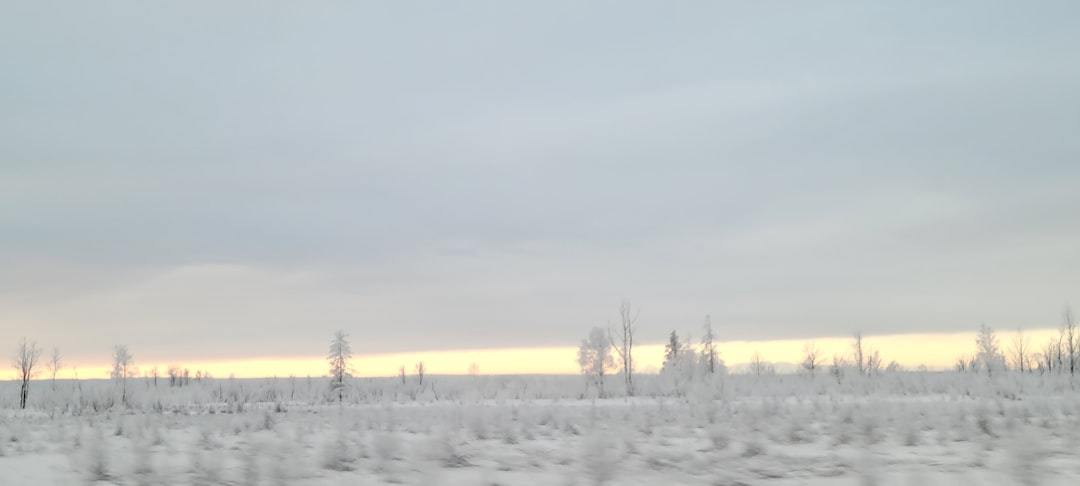 Sızma Zeytinyağı: Soğuk Sıkım ile Elde Edilen Aromalar