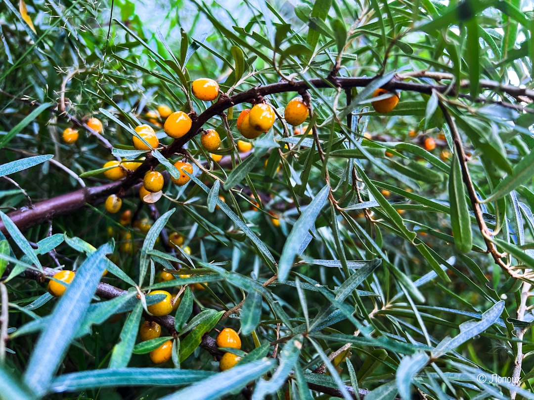 Sızma Zeytinyağı Üretiminde Erken Hasatın Rolü - early harvest olives