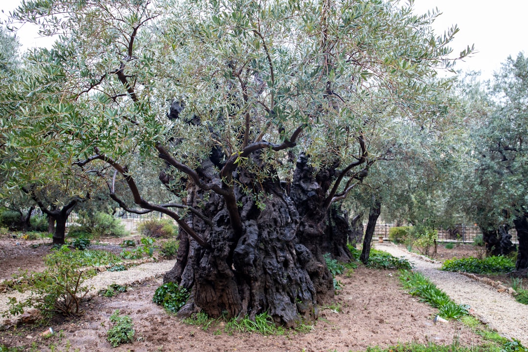 Sızma Zeytinyağında Erken Hasat: Organik Üretim Avantajları - early olive harvest