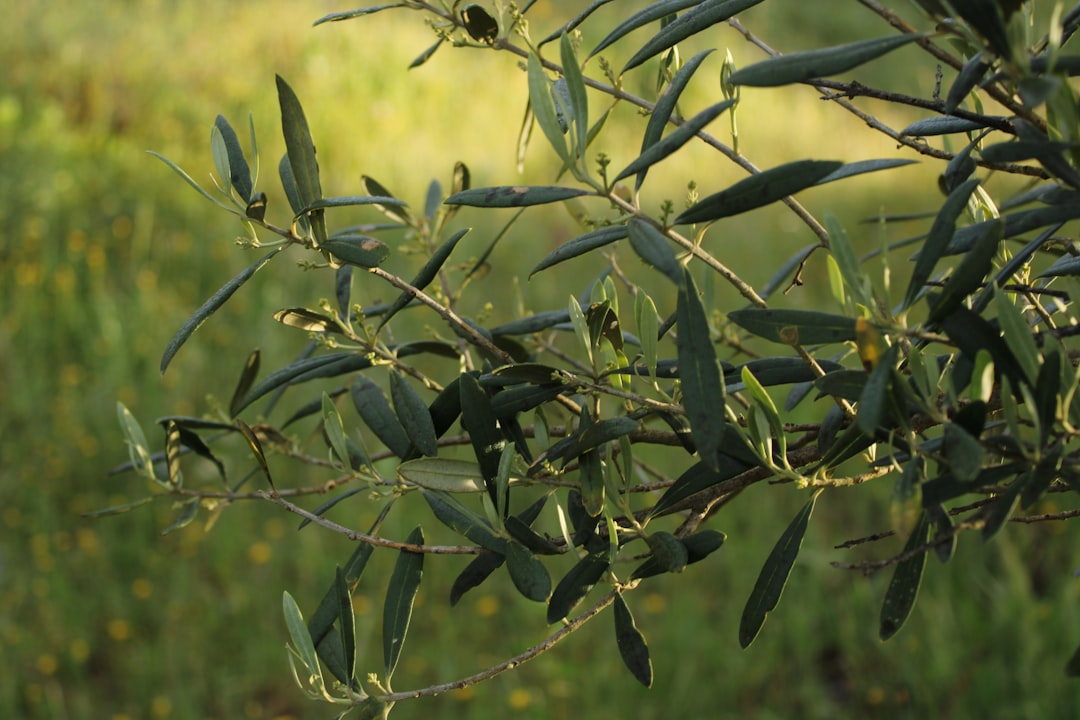 Sızma Zeytinyağının Erken Hasatında Neden Daha Fazla Toksik Madde Yok?