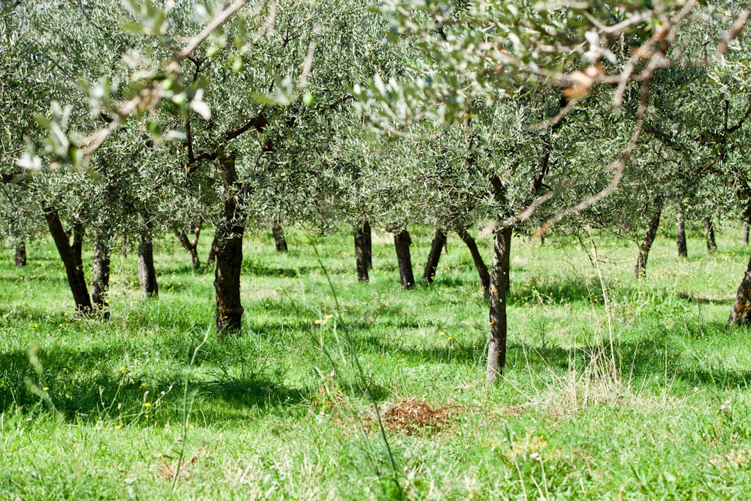 Soğuk Sıkım Sızma Zeytinyağının Sağlık Yararları - olive press
