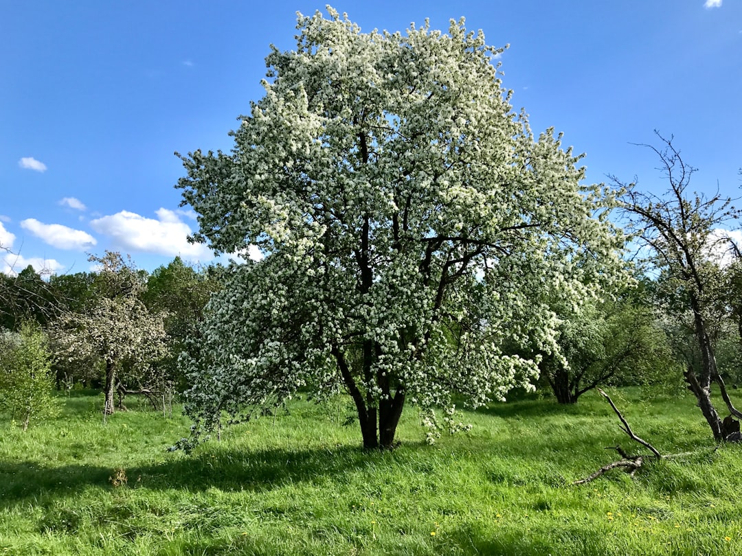 Soğuk Sıkım Yöntemleriyle En Taze Sızma Zeytinyağı - olive orchard