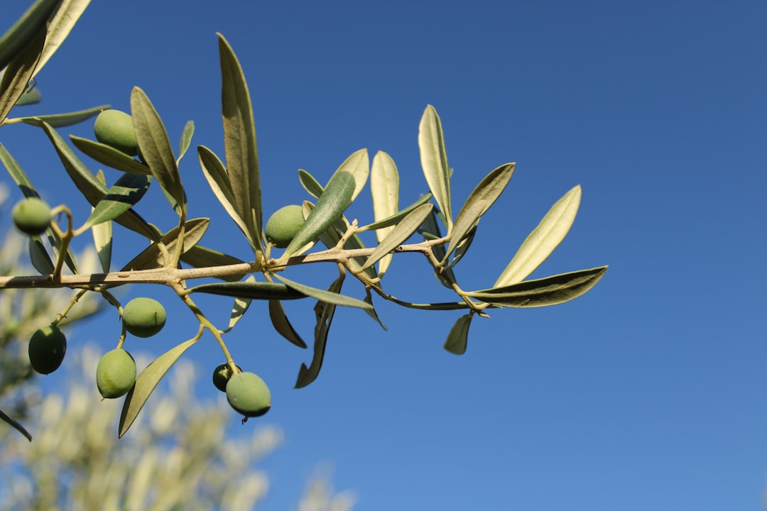 Soğuk Sıkımla Geleneksel Lezzet Sızma Zeytinyağı Çeşitleri - olive oil production