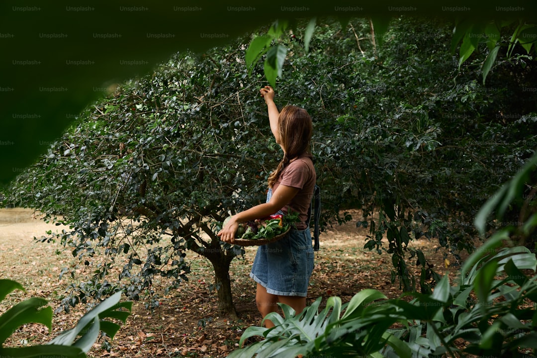 Tadım Setiyle Yolculuk Zeytinyağının Farklı Profilleri - olive tree