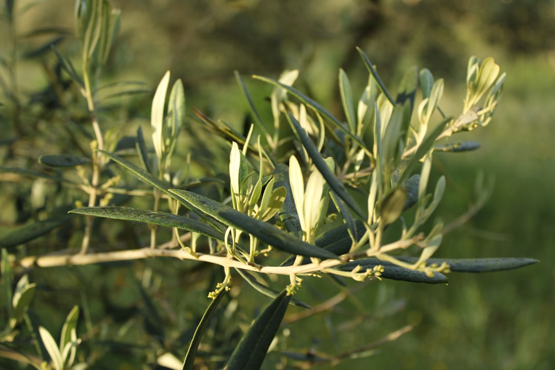 Tadım Setiyle Zeytinyağını Anlamak Adım Adım Yol - olive oil tasting process