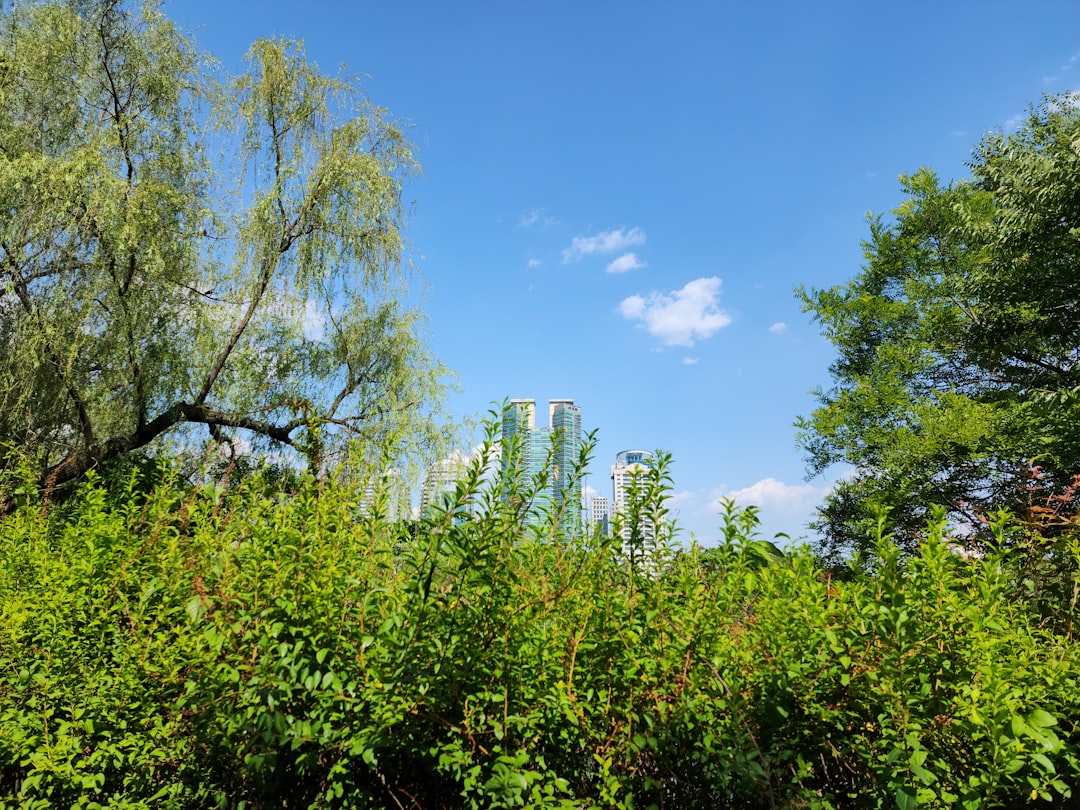 Taş Baskı Teknikleriyle Üretilen Sızma Zeytinyağının Tadım Rehberi - zeytin bahçesi