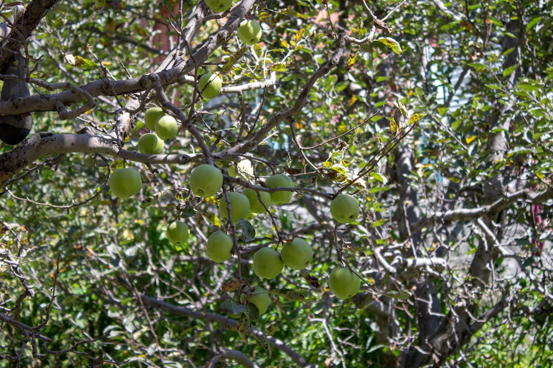 Tek Bahçe Sızma Zeytinyağı Üretimi Rehberi - olive orchard early harvest