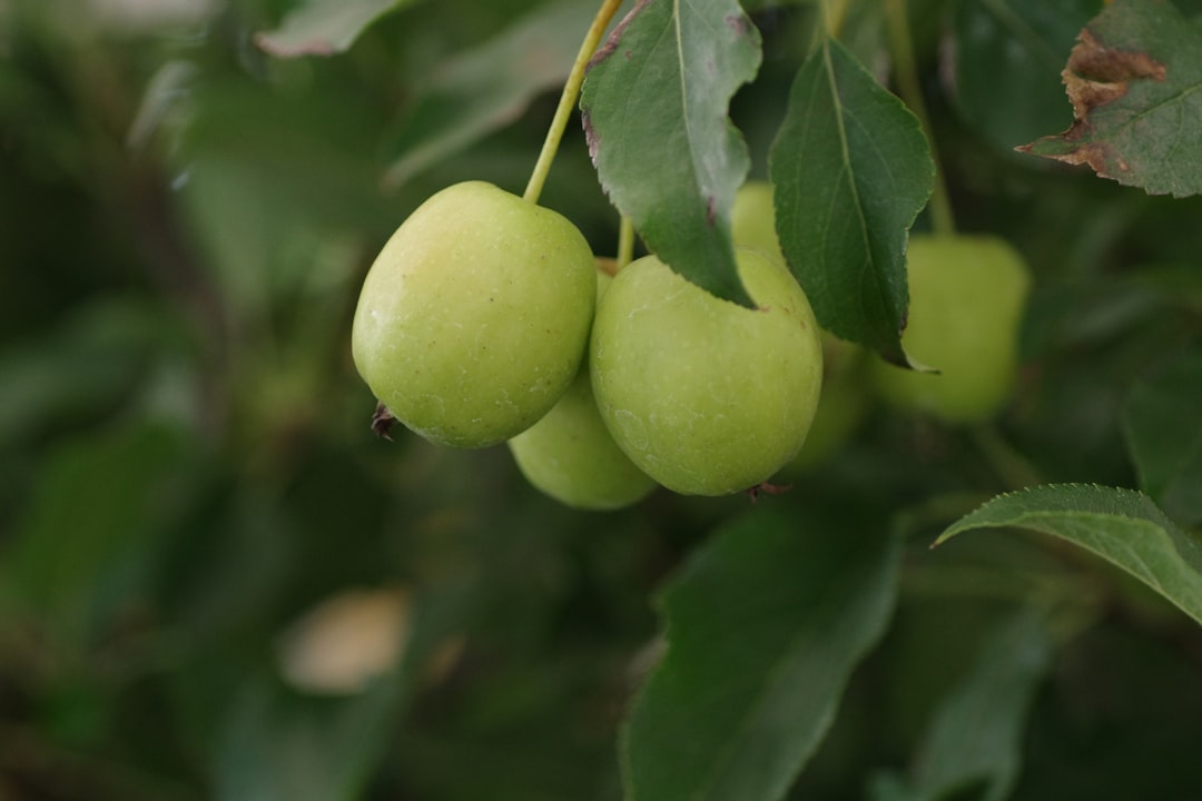 Tek Bahçede Sızma Zeytinyağı Nasıl Üretilir - olive orchard