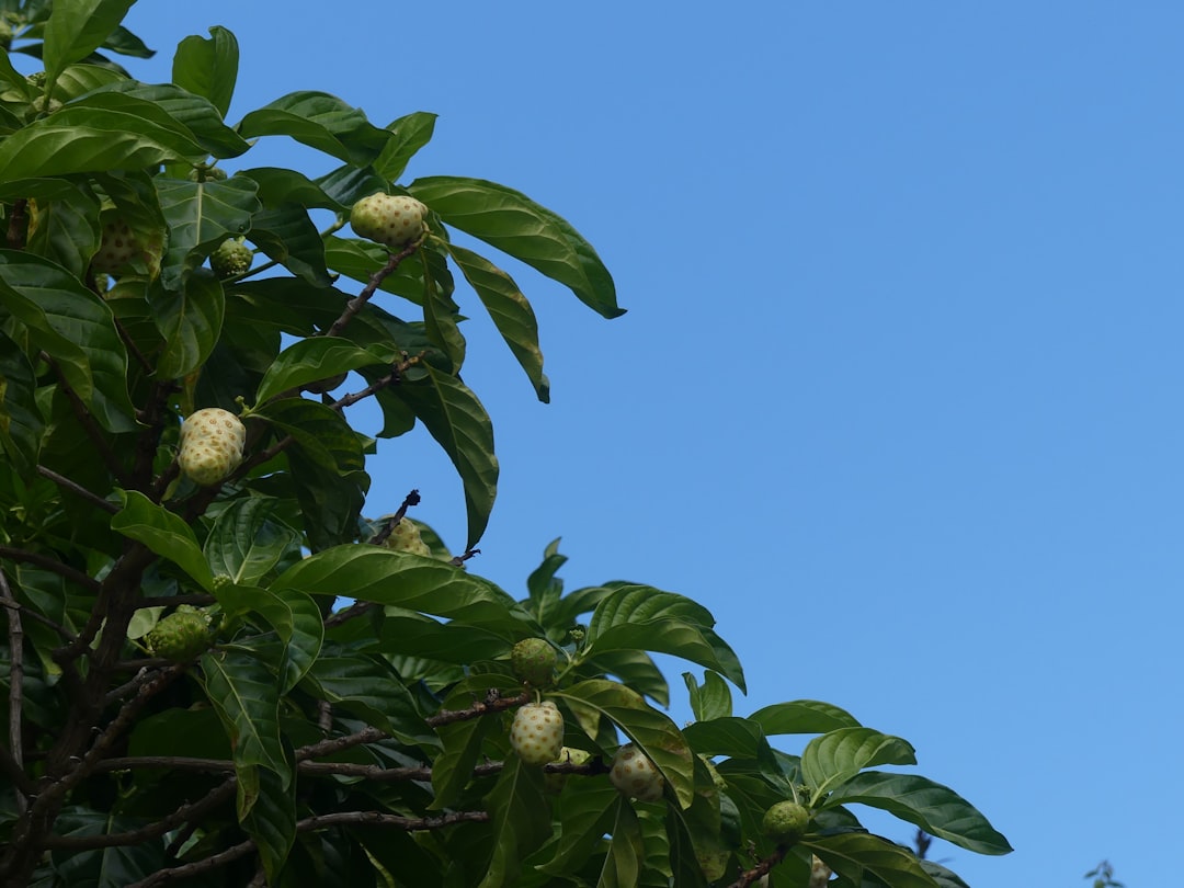 Toptan Satışta Riviera Yağları: Doğal Dökme Ürünleri - zeytinyağı üretimi