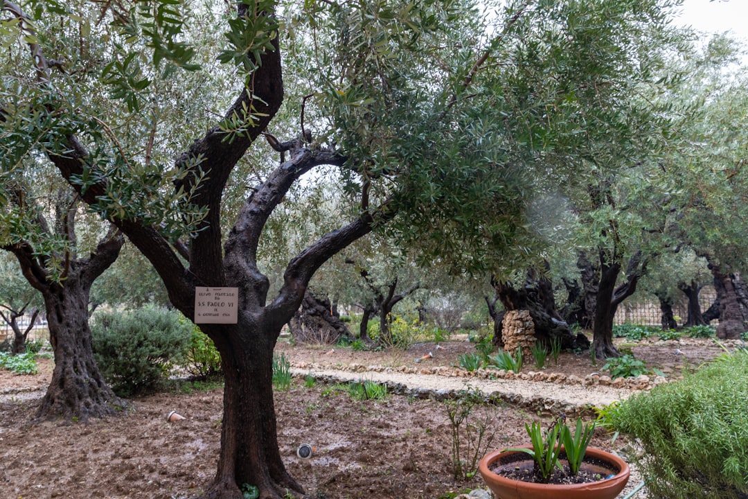Trilye Çeşidi Milas Zeytinyağına Nasıl Değer Katar - trilye olive tree