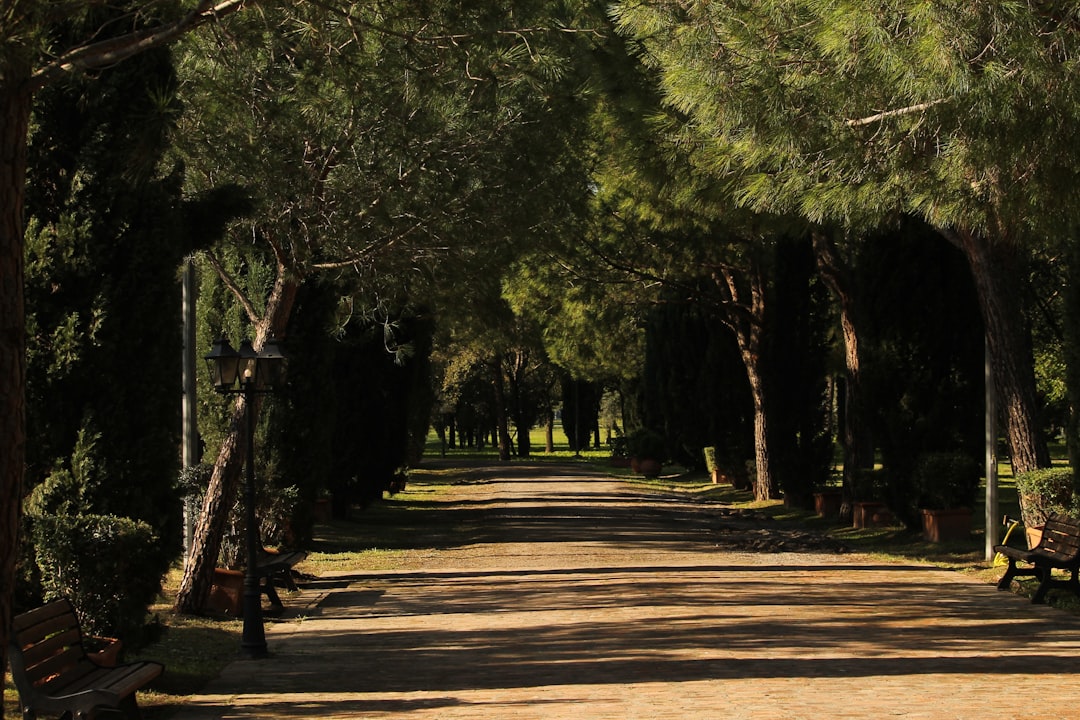 Trilye Çeşidi Milas Zeytinyağında Mutfak Sanatı - olive grove in milas