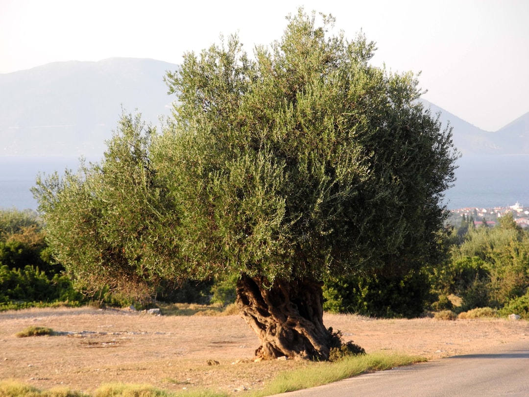 Trilye Çeşidiyle Gelen Milas Zeytinyağının Aroma Yolu - Milas olive grove