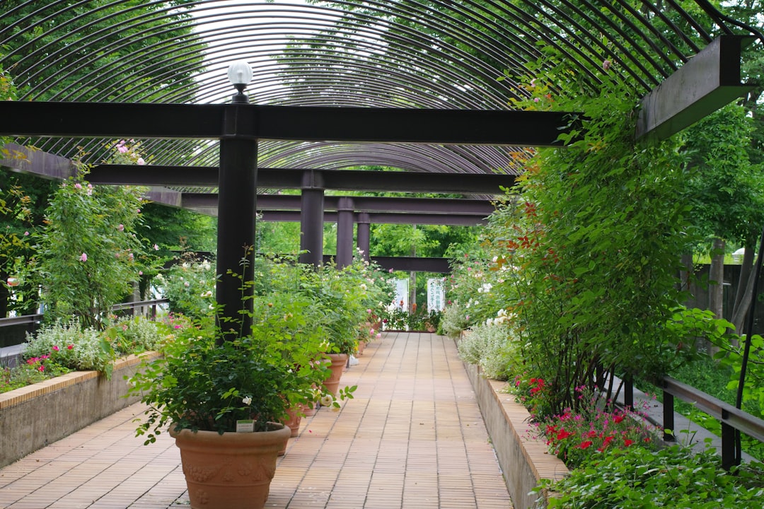 Trilye Çeşidiyle Zenginleşen Milas Zeytinyağı Taktikleri - Milas zeytin bahçesi