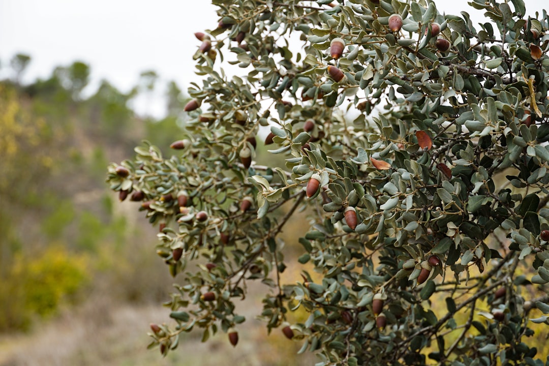 Yamalak Sarısı Coğrafi İşaretli Yağı ile Sağlıklı Beslenme İpuçları - olive tree field