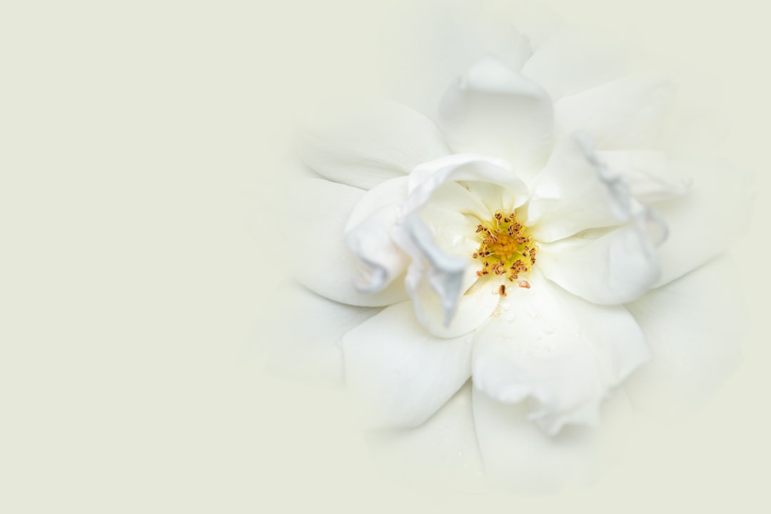 Yaşam Alanında Greyfurt Aromalı Yağ Etkisi