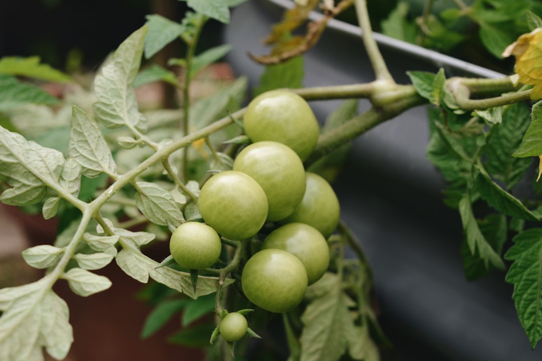 Yemeklik Zeytinle Evde Gurme Tarifleri - ev yapımı zeytinyağı