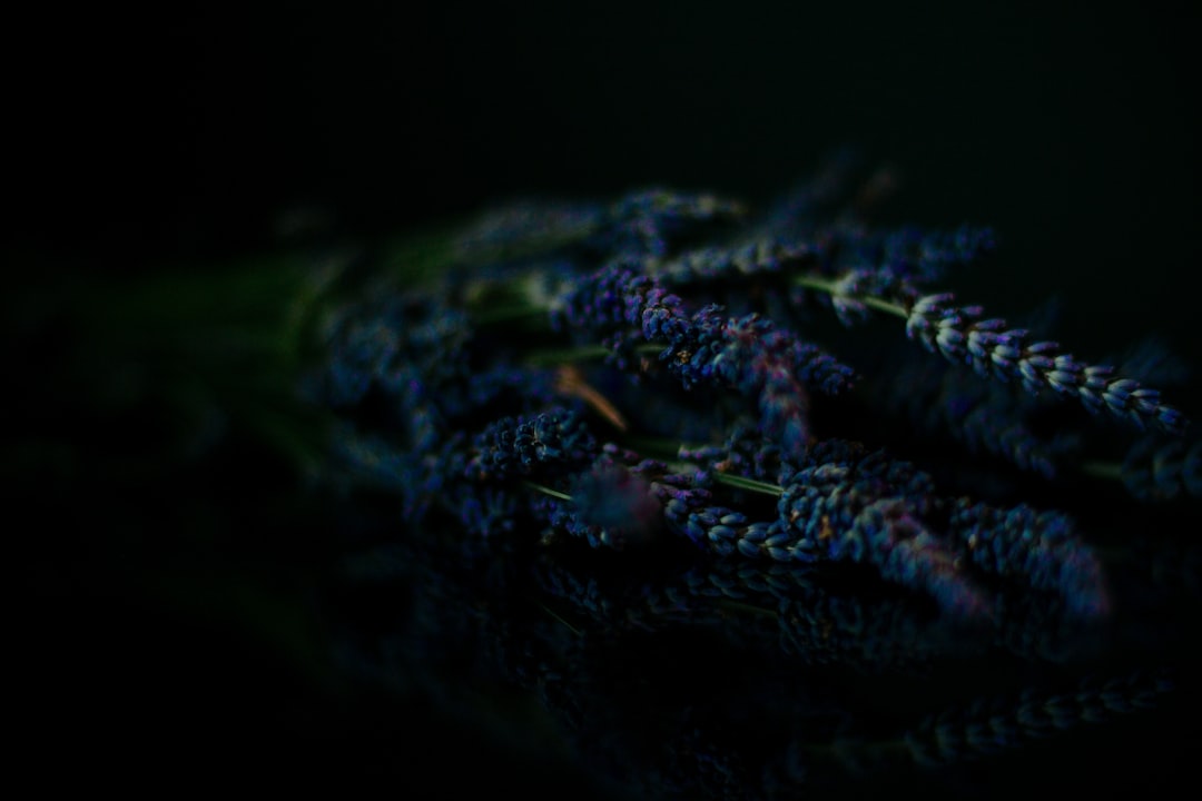 Yemeklik Zeytinlerin Doğal Aroma Katkıları - siyah zeytin