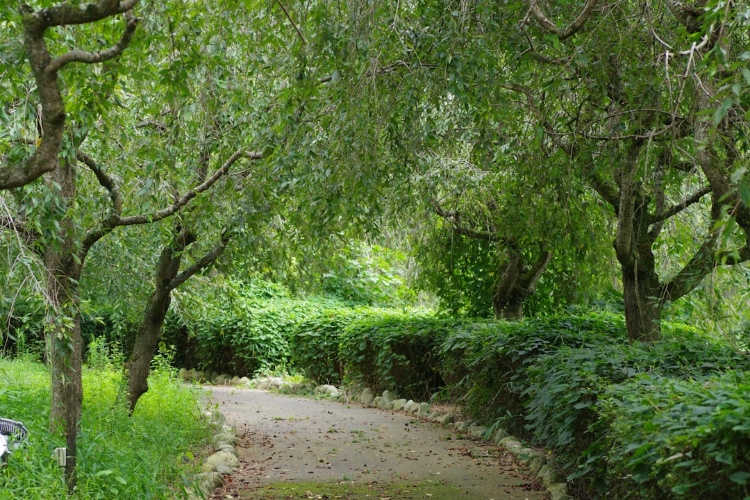 Yemeklik Zeytinlerin Doğal Aroma Katkıları - zeytin bahçesi