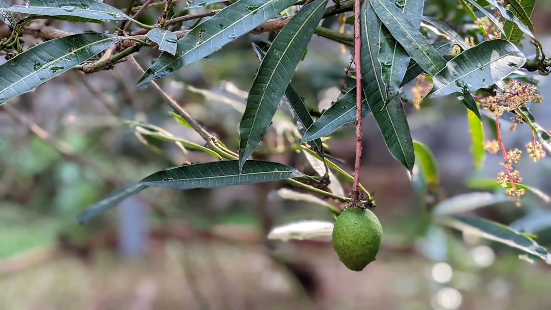 Yüksek Polifenollü Edremit Yağlarıyla Sağlıklı Bir Diyet - edremit olives