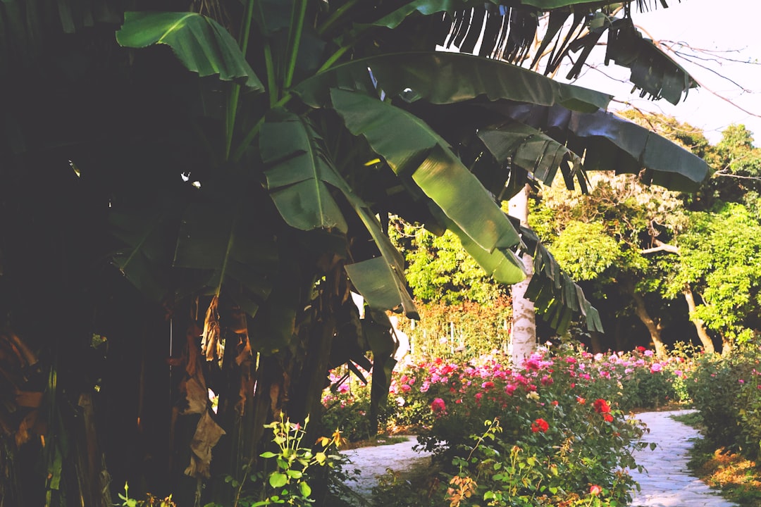 Yüksek Polifenollü Zeytinyağı Edremit'in Tatlı Sırları - zeytin bahçesi