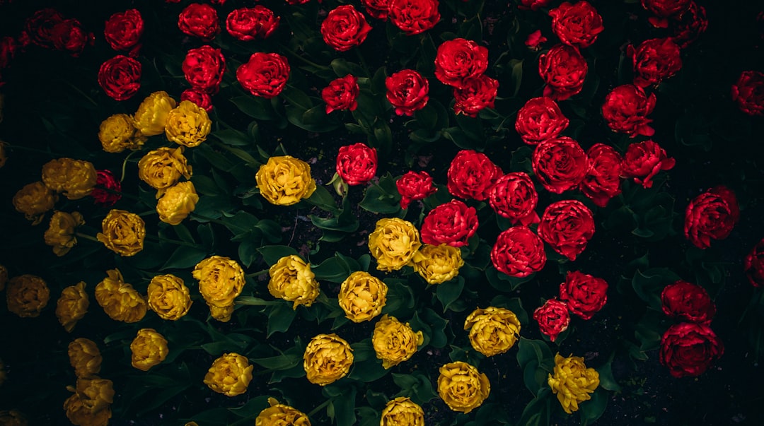 Zeytin Çiçekleriyle Besleyici Dolgu Yöntemleri - zeytin çiçekleriyle dolgu