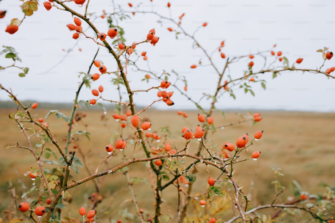 Zeytin Suyu Sağlık İçin Doğal İçecek - zeytin ağacı